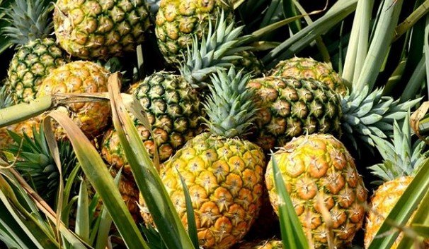 রেলওয়ের পতিত জমিতে আনারস চাষে সফল লালমনিরহাটের আব্দুল কাদের! রেলওয়ের পতিত জমিতে আনারস চাষে সফল লালমনিরহাটের আব্দুল কাদের!